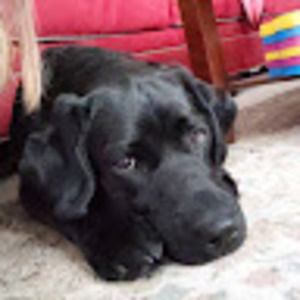 Meet your Posher, Leslie